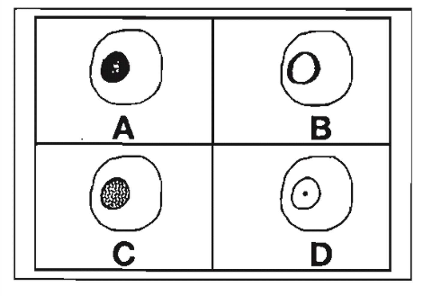 <p>c. diagram C</p>