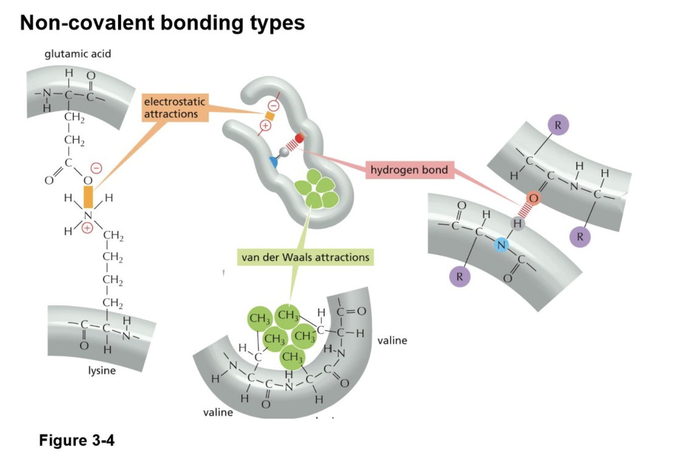 <ul><li><p>Steric restrictions confine the energy minima for the bond angles in polypeptides to a narrow range</p></li><li><p>The folding is determined by many different sets of weak noncovalent bonds that form between one part of the chain and another (backbone and side chain atoms)</p><ul><li><p>hydrogen bonds, ionic bonds (electrostatic), van der Waals attractions, and hydrophobic forces</p></li></ul></li></ul><p></p>
