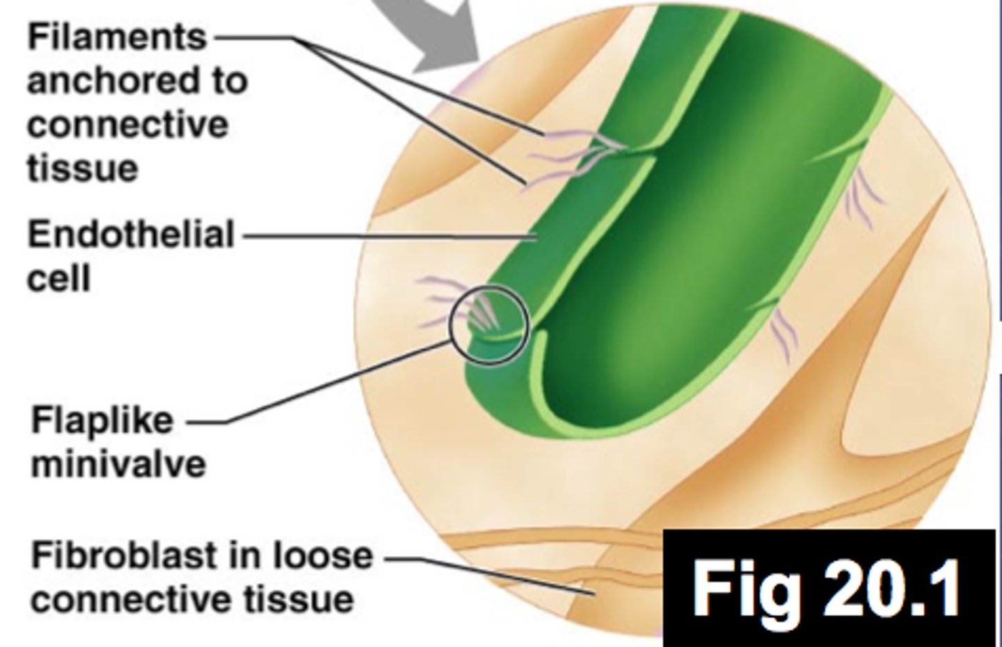 <p>- The endothelial cells forming the walls of lymphatic capillaries are not tightly joined. (contain minivalves)</p><p>- Collagen filaments anchor the endothelial cells to surrounding structures so that any increase in interstitial fluid volume opens the minivalves</p>