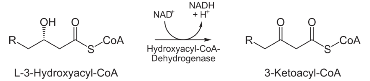 <p>3rd Reaction in the beta-oxidation pathway is oxidation L-3-hydroxyacyl CoA by a dehydrogenase</p><ul><li><p>enzyme = L-3-hydroxyacyl CoA dehydrogenase</p></li><li><p>reaction converts hydroxyl group to keto group at carbon-3</p></li><li><p>Products: 3-ketoacyl CoA and NADH</p></li></ul><p></p>
