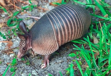 <p>Mexican Long-nosed Armadillo </p>