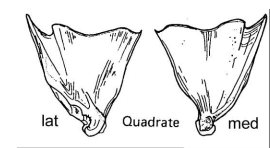 <p>A bone involved in jaw movement.</p>