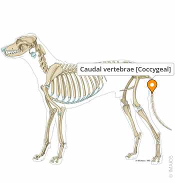 <ul><li><p>Amount varies</p></li><li><p>Tail bones</p></li></ul><p></p>