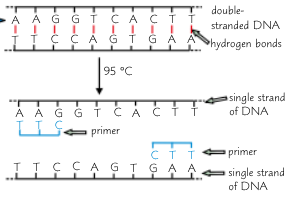 <ol start="2"><li><p>The DNA mixture<span>&nbsp;</span>is heated to 95<span>°C to break hydrogen bonds between DNA strands</span></p></li><li><p><span>Mixture is then cooled between 50°C and 65°C so that primers can bind (anneal to strands</span></p></li></ol><p></p>