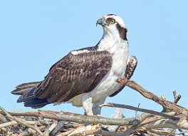 <p>What bird is this?</p>