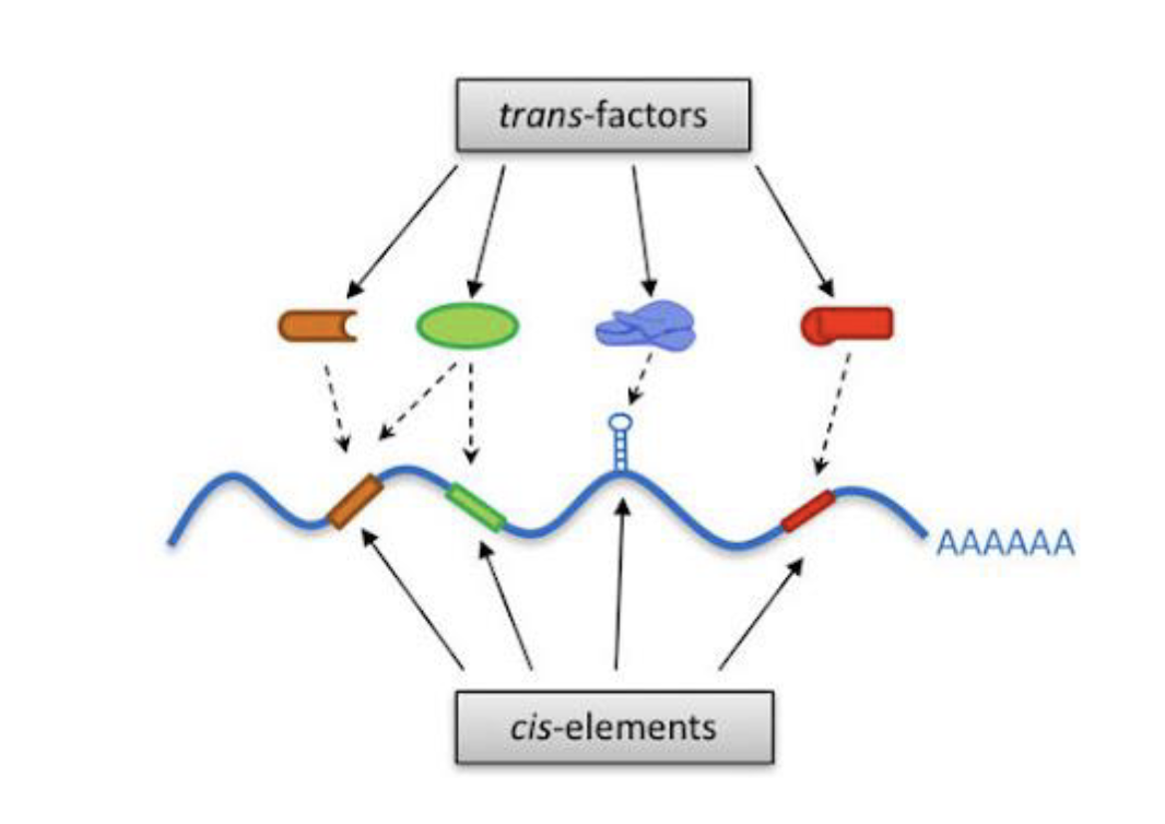 <p>trans elements can affect regulation on diff dna molecules</p><ul><li><p>proteins act in trans (can float around and affect things elsewhere) </p></li></ul><p></p>