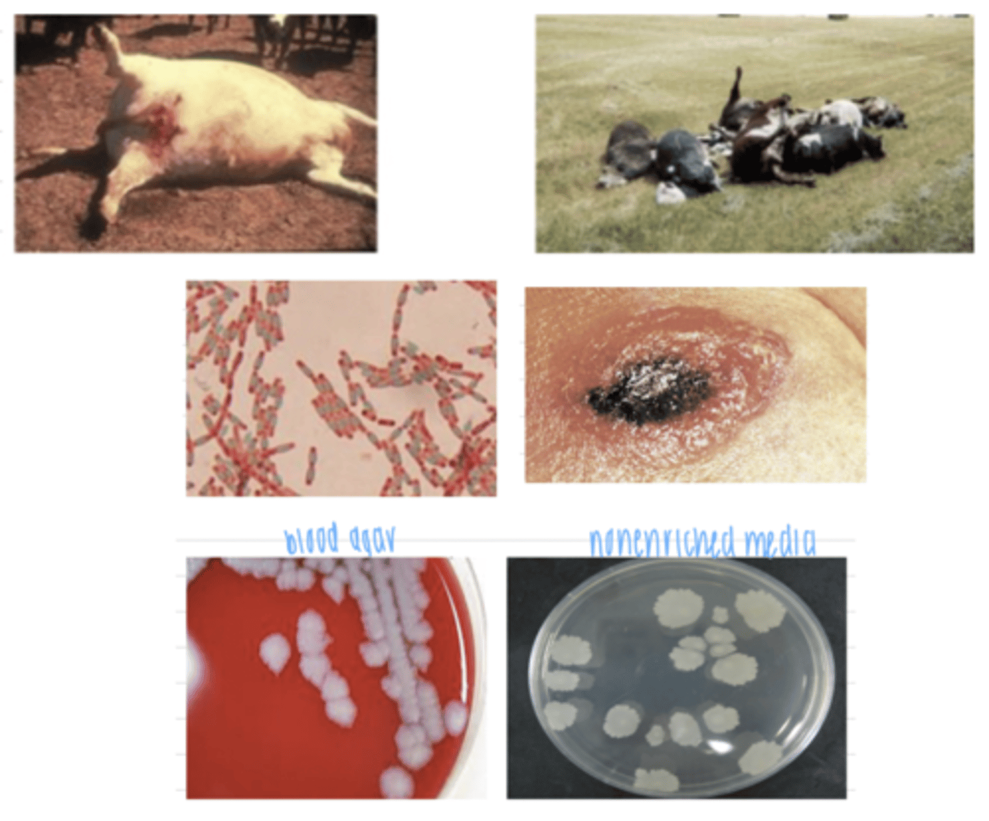 <p>what bacterial infection do these animals have?</p>