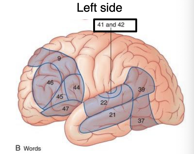 <p>comprehension of written and spoken language</p><ul><li><p>damage = receptive aphasia (fluent speech that lacks meaning)</p></li></ul><p></p>