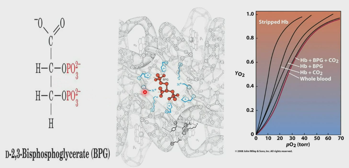 <ul><li><p>BPG occupies the channel of hemoglobin only in T-state. In R-state, the channel is much narrower. Binding of BPG helps with release of O<sub>2</sub> in tissues.</p></li></ul><p></p>