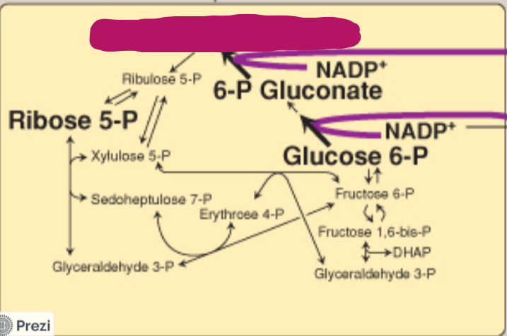 <p>Label this step of the PPP.</p>