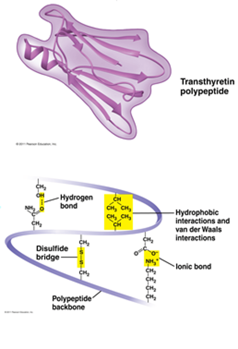 <p>lncRNAs are folded after transcription to create tertiary RNA structures and the tertiary structure determines the function of the LncRNAs</p>
