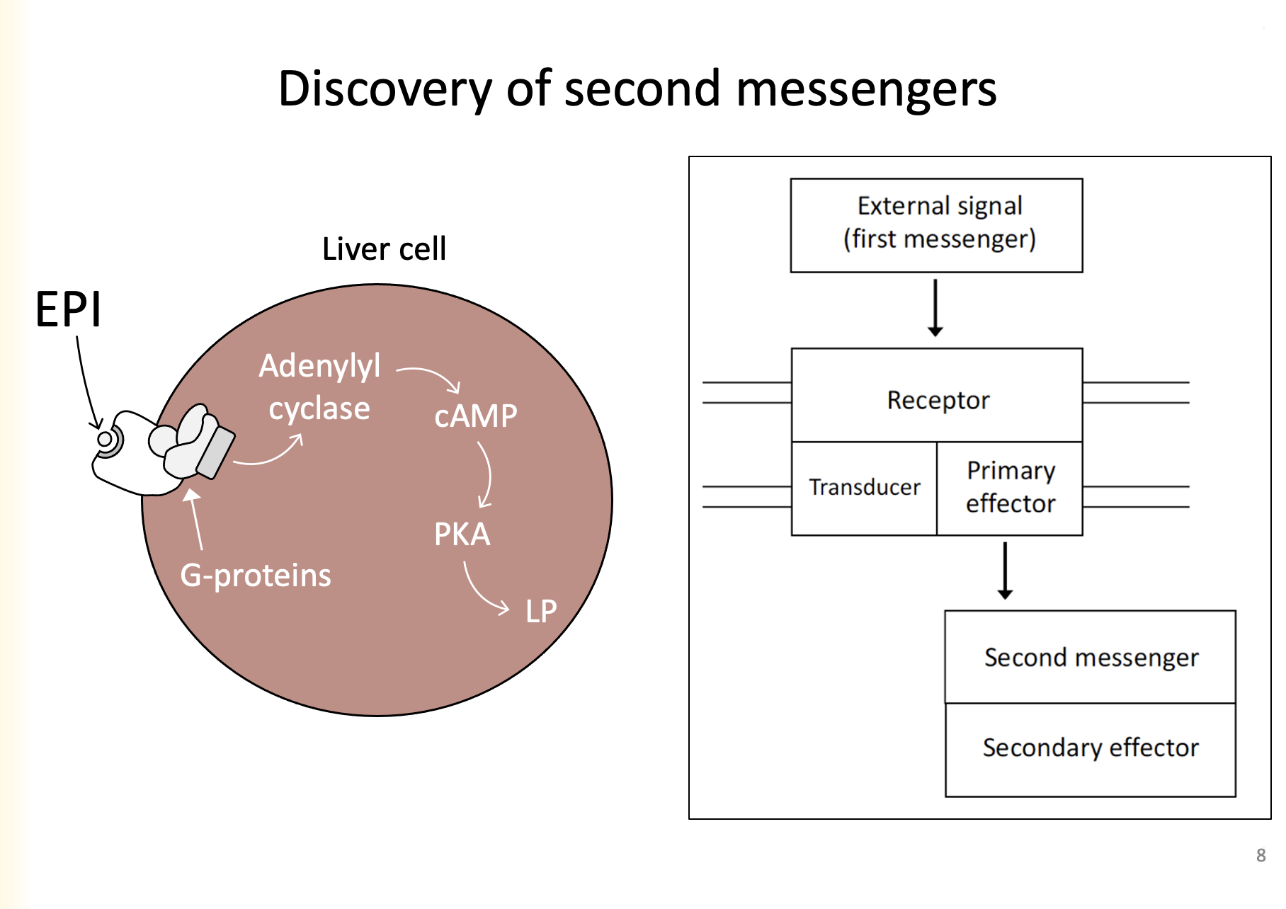 
1. External signal (ligand, first messenger) binds to receptor
2. Receptor includes transducer
3. Transducer incudes primary effector
4. Primary effectors turns on second messenger
5. Second messenger turns on secondary effector
6. Secondary effector produces cellular response