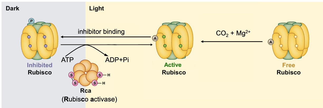 <ul><li><p>constitutes >50% of total chloroplast proteins → most abundant on earth!!</p></li><li><p>8 large and 8 small subunits</p></li><li><p>active in presence of CO<sub>2</sub>, Mg<sup>2+</sup>, light</p></li><li><p>when light intensity increases, Rca (Rubisco activase) removes inhibitor → promotes conformational change in ATP-dependent manner to activate</p><ul><li><p>action of Rca is under regulation of <strong>Thioredoxin (</strong>Tx) in light-dependent manner</p></li></ul></li><li><p><strong>catalyzes</strong> CO<sub>2</sub> fixation: CO<sub>2</sub> (1C) + RuBP (5C) = Intermediate (6C) →                           2x 3-Phosphoglycerate (3C)</p></li><li><p>happens in chloroplast <strong>stroma</strong></p></li></ul><p></p>