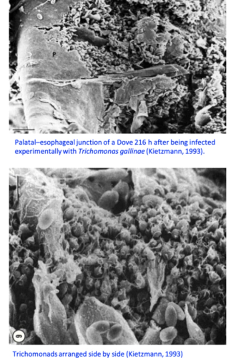 <p>Depends on the strain and immune status of the birds</p><p>Ulcers covered by yellow membranes =&gt; caseous necrosis =&gt; build up of the caseous material that may invade the roof of the mouth and the sinuses and block the pharynx/oesophagus;</p><p>In the esophagus and crop: yellow caseous nodules that grow ‘yellow buttons’;</p><p>In the livers: abscesses, necrosis;</p>