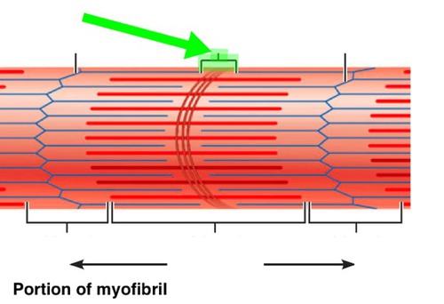 The region at the center of an A band of a sarcomere that is made up of myosin only. It gets shorter (and may disappear) during muscle contraction.