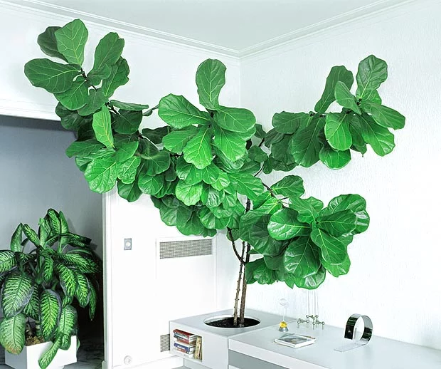 <p>Ficus</p>