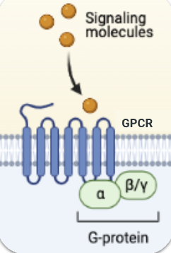 <p>G-Protein-Coupled Receptors (GPCR) + structure</p>