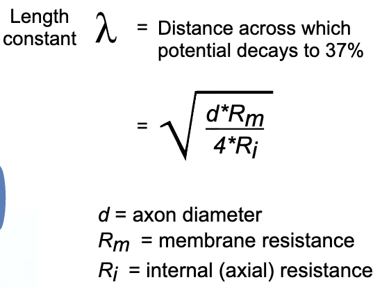 <p>model for studying the passive conduction of electrical signals along a fiber</p><p>Rm → insulation of the membrane</p><p>Ri → resistance of the cytoplasm to allowing the passing of AP</p>