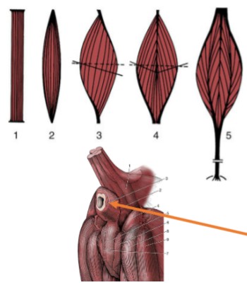 <p>(1 &amp; 2) all fascicles run the same direction, greatest amount of contraction → not efficient, less strong</p>