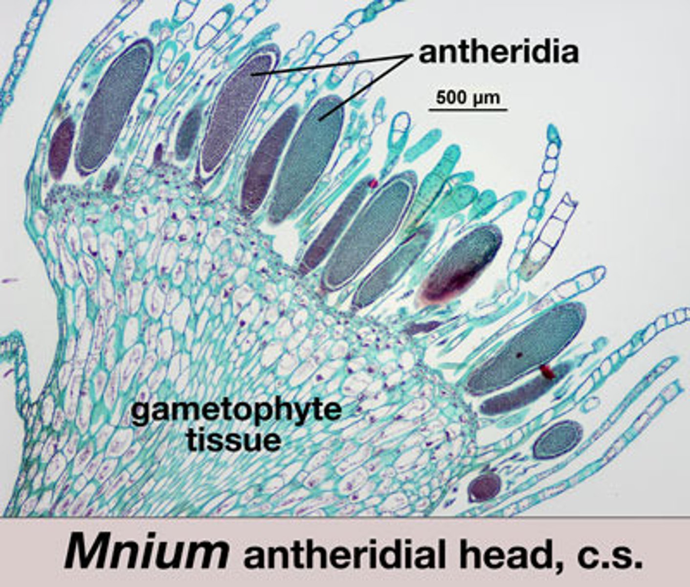 <p>Male reproductive organ that produces male gametes in mosses and ferns.</p>