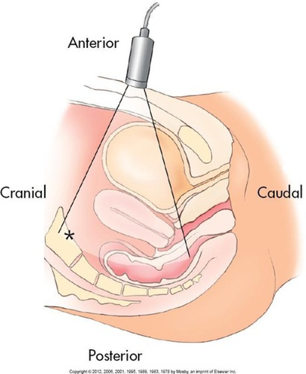 <p>Methodology for performing ultrasound examinations.</p>