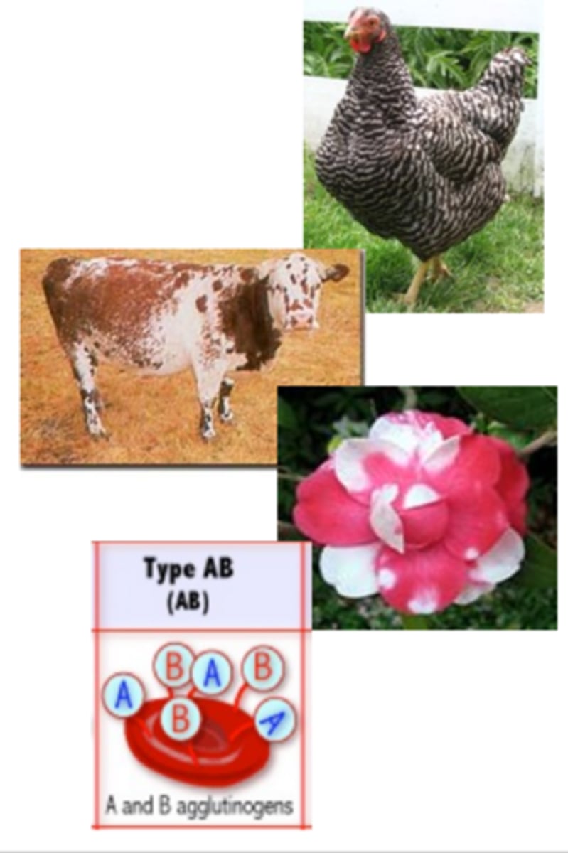 <p>Examples of this type of inheritance include:<br>Checkered Chicken (BW)<br>Roan Cow (RW)<br>Red and White Rhododendron (RW)<br>Blood Type (AB)</p>