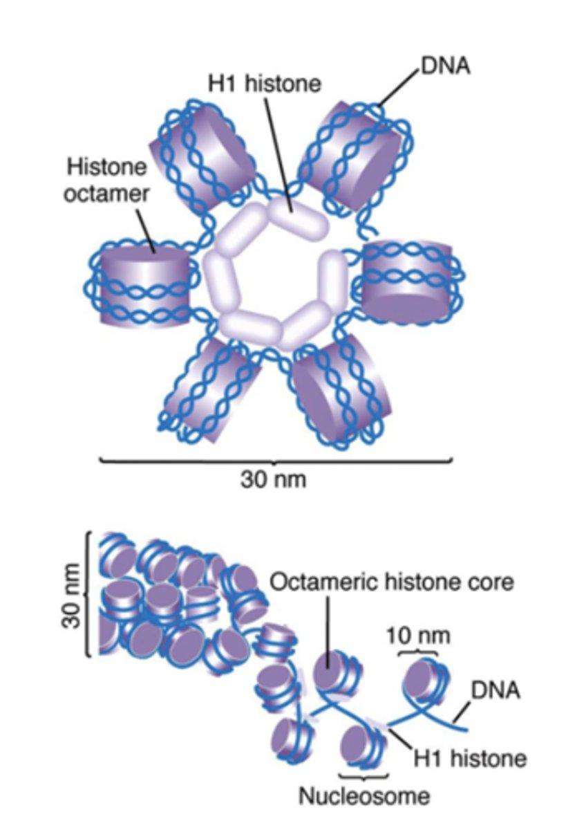 <p>Helical coiling of 10 nm fibers consisting of 6 nucleosomes</p>