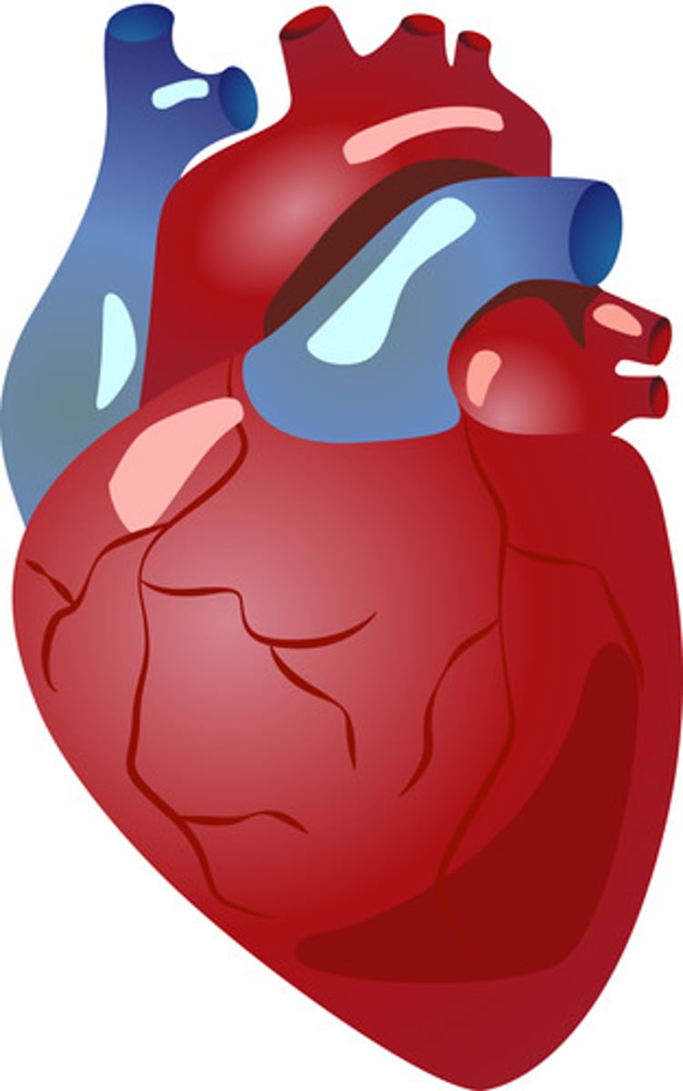 <p>the organ in your chest that pumps blood: trái tim</p>