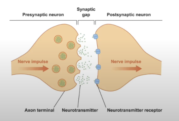 <p>Junctions betw:</p><ul><li><p>Neurons </p></li><li><p>Neurons + effector cells</p></li></ul><p></p><p>Here signals are passed by chemical neurotransmitters</p>