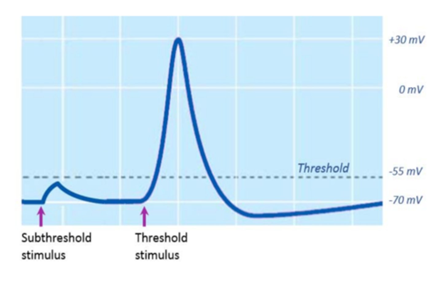 <p>action potentials either happen completely, or not at all</p><p>-once neuron reaches threshold it was fire action potential at full strength</p><p>-if stimulus doesnt reach threashold there is no action potential</p>