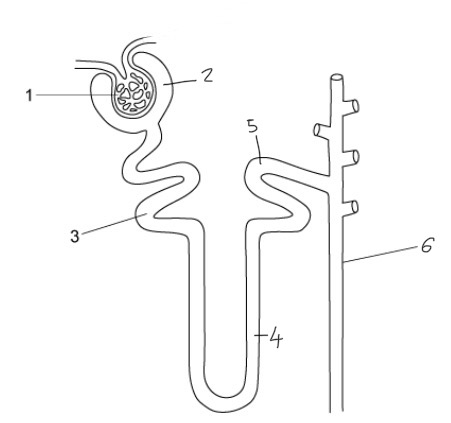 <ol><li><p>Glomerulus </p></li><li><p>Bowman’s capsule</p></li><li><p>Proximal convoluted tubule</p></li><li><p>Loop on Henle </p></li><li><p>Distal convoluted tubule </p></li><li><p>Collecting duct</p></li></ol>