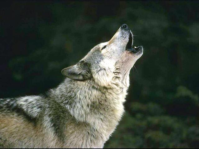<p>to howl</p>