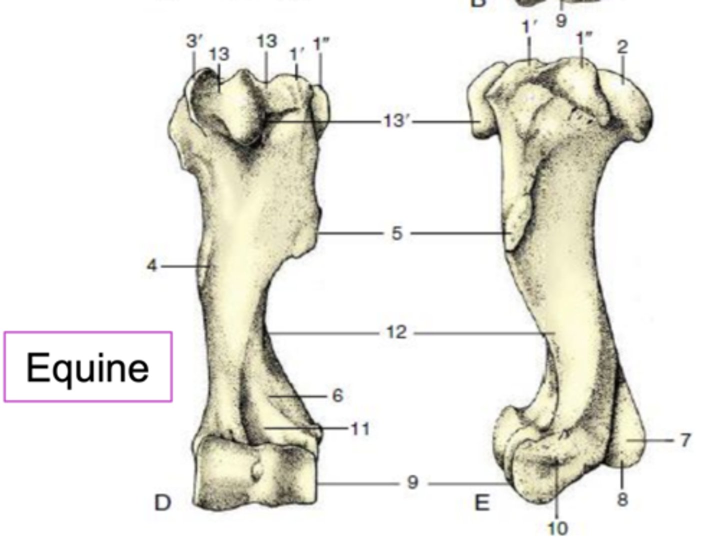 <p>What structure is labeled as 13'?</p>