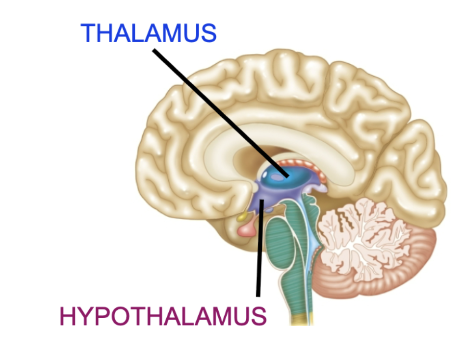 <ul><li><p><strong>Thalamus</strong></p><ul><li><p>Filters/sorts inputs, routes information</p></li></ul></li></ul><ul><li><p><strong>Hypothalamus</strong></p><ul><li><p>Homeostatic functions (negative feedback)</p></li><li><p>Regulates <strong>Pituitary gland</strong></p></li><li><p><span style="color: blue;">Hypothalamus → Pituitary → Other glands → Body</span></p><ul><li><p><u>Hypothalamus receives input</u> - body states (temperature, blood glucose, …) or brain states (amygdala - fear, stress ; other emotional state…)</p></li><li><p><u>Hypothalamus sends output to pituitary gland</u></p></li><li><p><u>Based on particular input, pituitary gland releases hormones</u></p></li></ul></li></ul></li></ul><p></p>