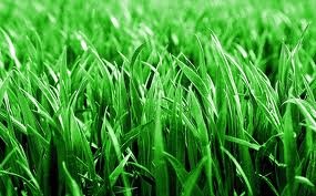 photosynthetic organisms that manufacture organic substances using light energy, water, carbon dioxide & mineral ions.