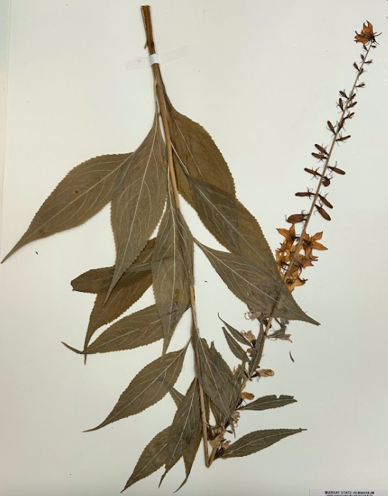 <p>Family + Genus</p>