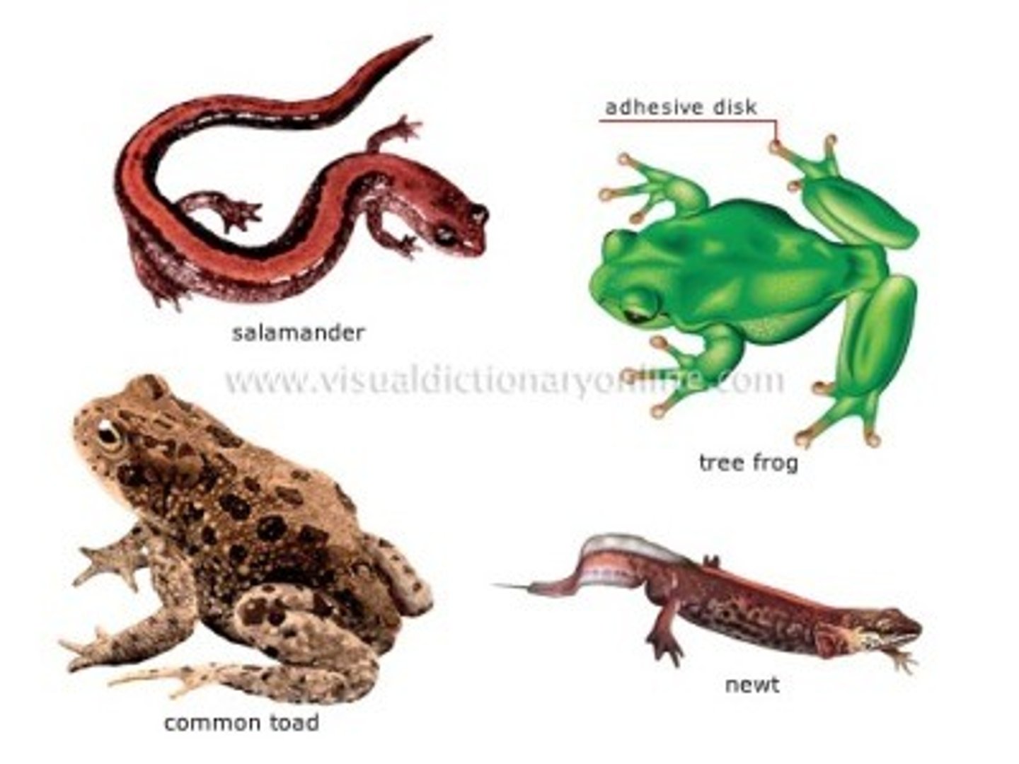 <p>frogs, toads, salamanders</p>