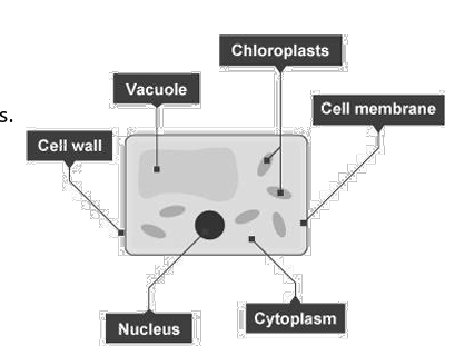 <p>Yes, plant cells have a nucleus like animal cells.</p>