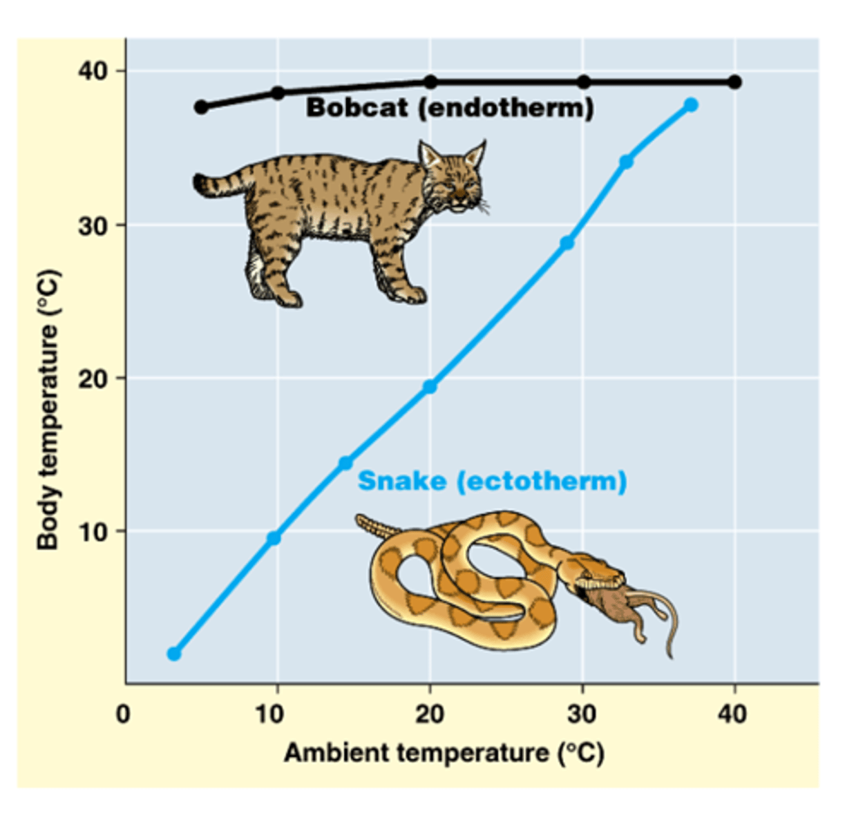 <p>Cold water fish will die at 30°C because their enzymes denature; a few bacteria have enzymes that can withstand very high temperatures up to 100°C; most enzymes however are fully denatured at 70°C</p>