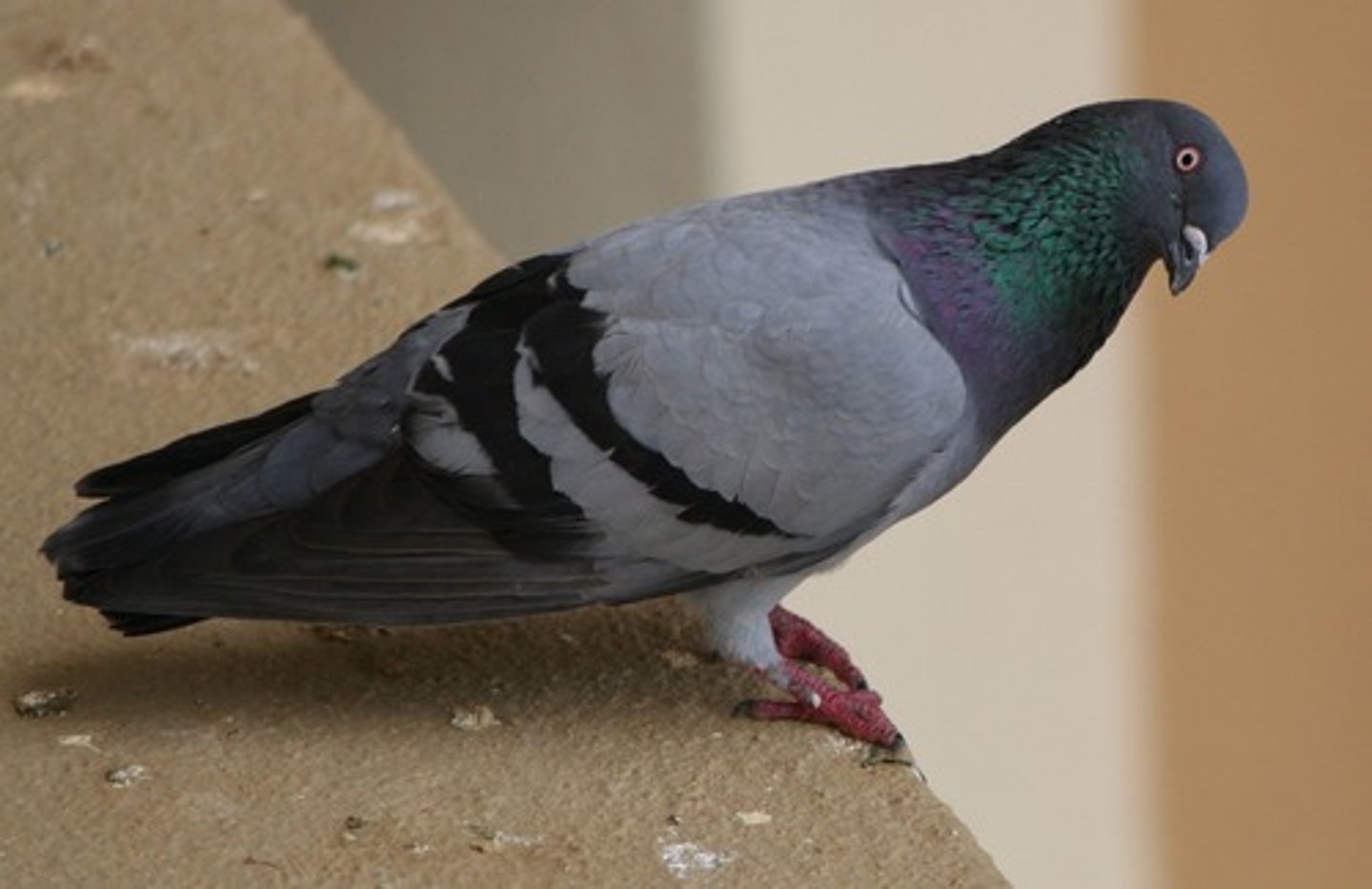 <p>pigeon, cuckoos, turcos</p>