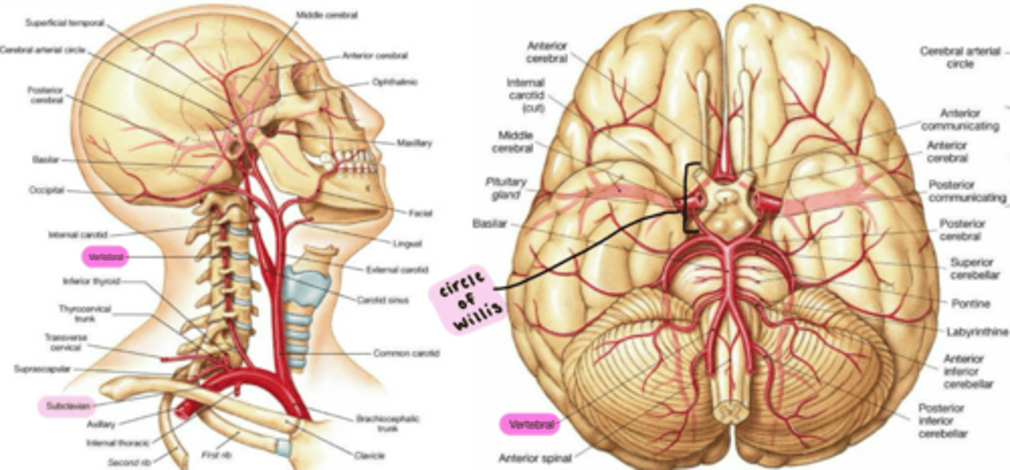 <p>supplies the <strong><span class="bgP">posterior brain.</span></strong></p><p></p><p>branches from the Subclavian artery.</p><p></p><p>enters the cranium through the <strong>Foramen magnum.</strong></p>