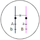 What gamete genotypes would be produced if the genes were linked, and there was no crossing over to break that linkage (i.e. no recombinant genotypes were produced)? 