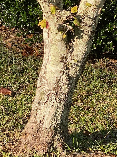 <p>red maple, Acer rubrum (Aceraceae)</p>