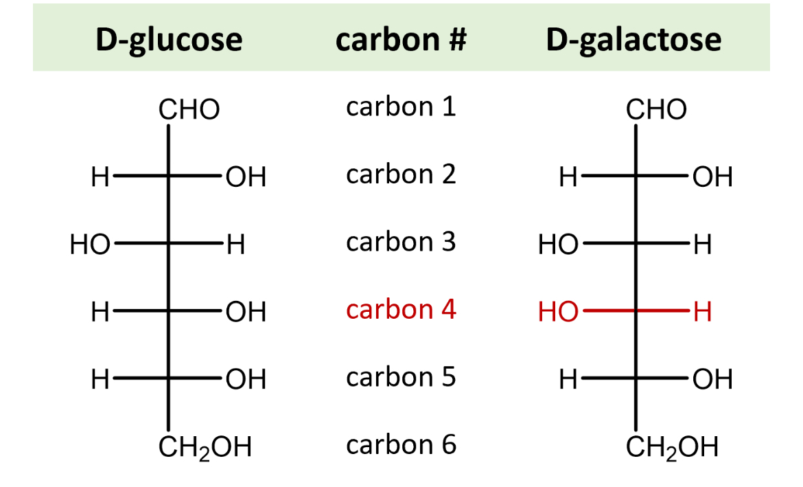 <p>Ce sont le D-Glucose et le D-Galactose </p>