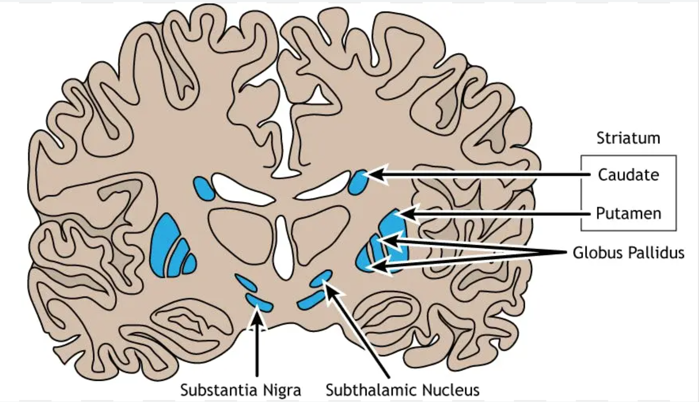 <p>Globus pallidus</p>