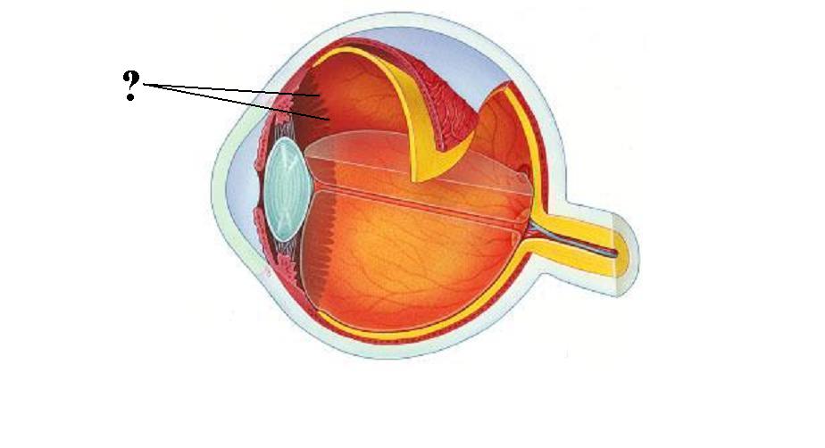 <p><span><span>Identify the indicated structure</span></span></p>