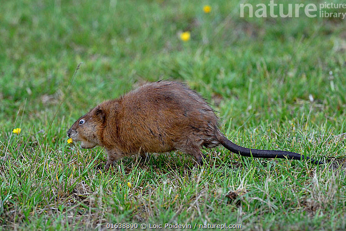 <p><em>Ondatra zibethicus</em></p>