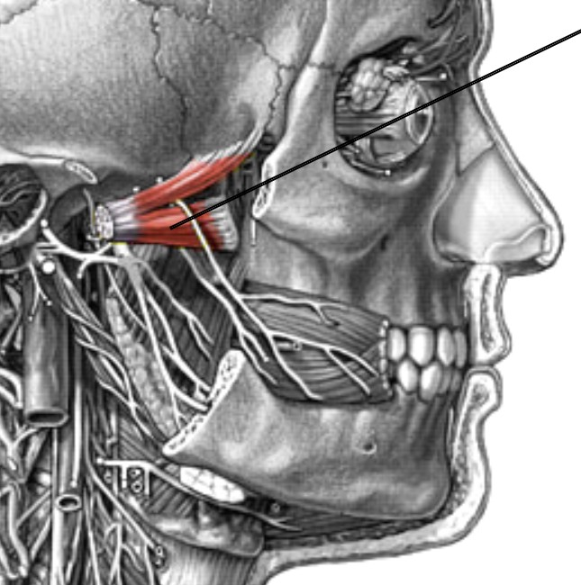<p>Which muscle of mastication is:</p><ul><li><p>Superior &amp; over</p></li><li><p>Action: protrude jaw &amp; grinding</p></li><li><p>Nerve: <span style="color: yellow;">CN V</span></p></li></ul><p></p>