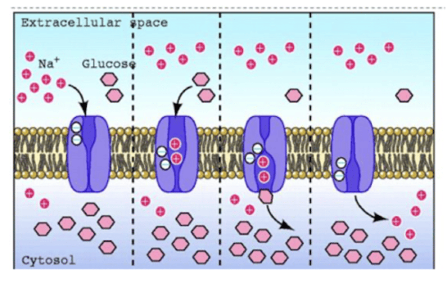 <p>- exploiting Na+ and gluycose channels in order for Pt to absorb Na+ and water</p><p>1. 2Na+ bind</p><p>2. affinity for glucose increases, so it binds</p><p>3. Na+ and glucose translocated from extracellular (lumen) to intracellular (interstitial fluid)</p><p>4. 2Na+ dissociate, affinity for glucose falls</p><p>5. glucose dissociates</p><p>6. cycle repeated</p><p>JUST GIVING WATER - IT WILL BE EXCRETED</p>