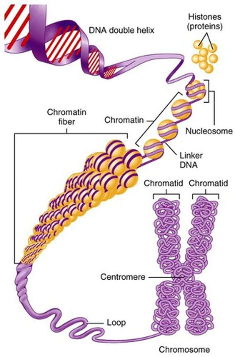 <p>To compact DNA while regulating gene accessibility for transcription, eukaryotic organisms organize their genomes:</p><p>1. DNA double helix.</p><p>2. DNA wraps around histone proteins, forming nucleosomes and the "beads on a string" structure.</p><p>3. Multiple nucleosomes wrap into a fibre (chromatin).</p><p>4. Supercoiling of the chromatin produces the chromosome (during mitosis and meiosis). Supercoiling refers to the repeated twisting and winding of the DNA strand. Supercoiling functions to reduce the space required for DNA packaging, allowing for more compact storage of DNA.</p>